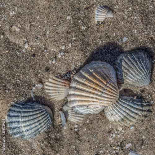 SHELLS - Small mussel shells on the sea beach