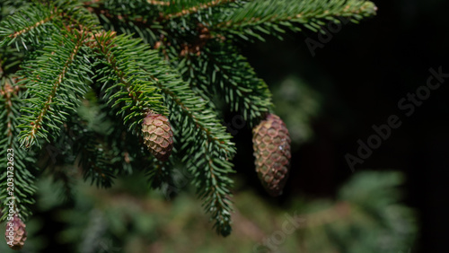 A detailed close-up of a spruce pine cone suspended from an evergreen branch,...