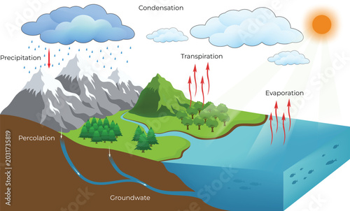 Water Cycle Diagram with Evaporation, Condensation, and Precipitation  Design Vector Illustration
