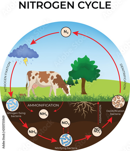 Nitrogen Cycle Diagram with Cow and Tree  Design Vector Illustration