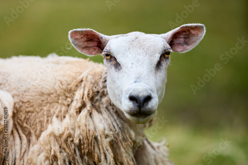 Fotografia A curious sheep with a white face and shaggy wool looks directly at the viewer in a natural outdoor setting