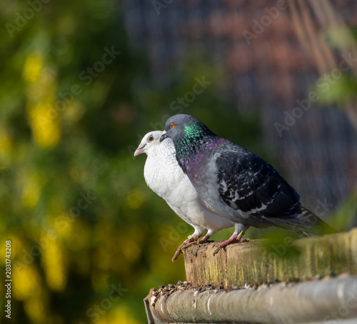 White and Gray Pigeons Perched Together Outdoors