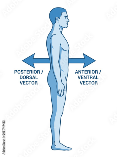 Bild auf Leinwand Human body anatomy diagram showing anterior ventral and posterior dorsal directi