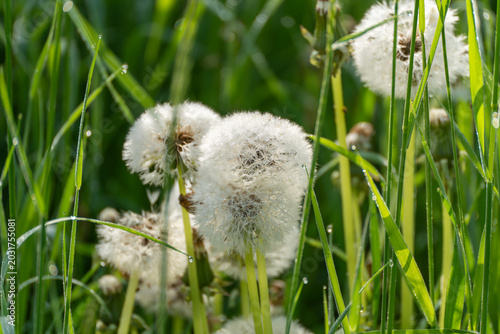 Foto Common dandelion seed heads, Taraxacum officinale, rise between green grass blades