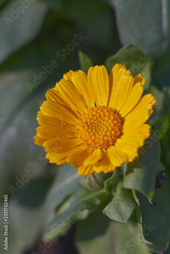 Calendula officinalis