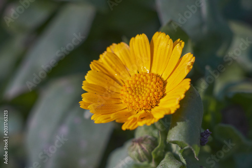 Calendula officinalis