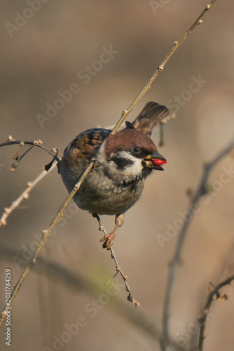 Sparrow on a tree