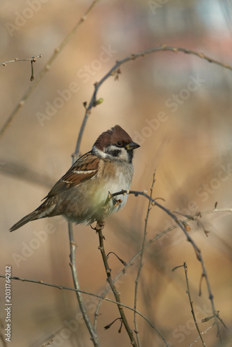 Sparrow on a tree