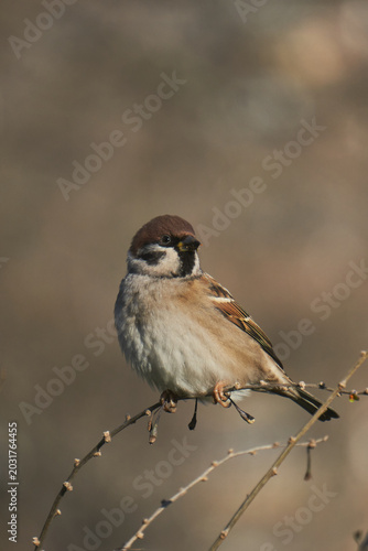 Sparrow on a tree