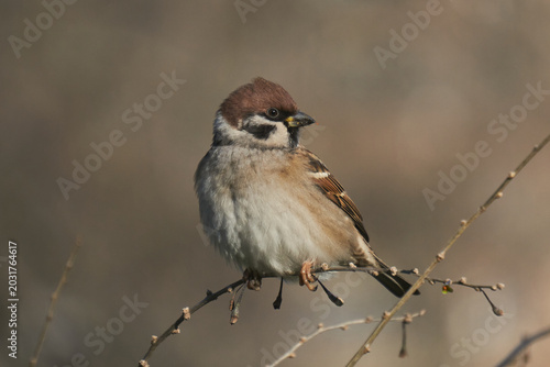 Sparrow on a tree
