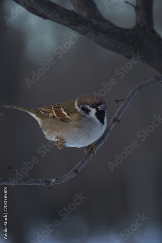 Sparrow on a tree