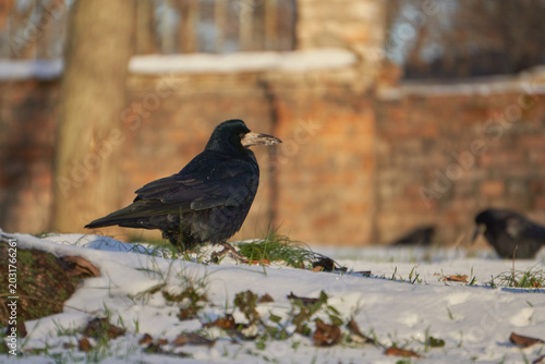 crow in the snow