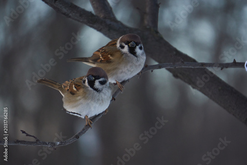 Sparrow on a tree