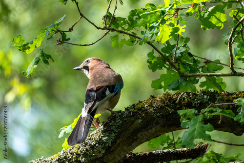 Jay perched on oak tree branch looking up