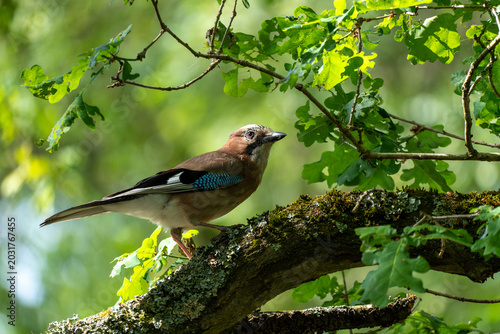 Jay perched on oak tree branch