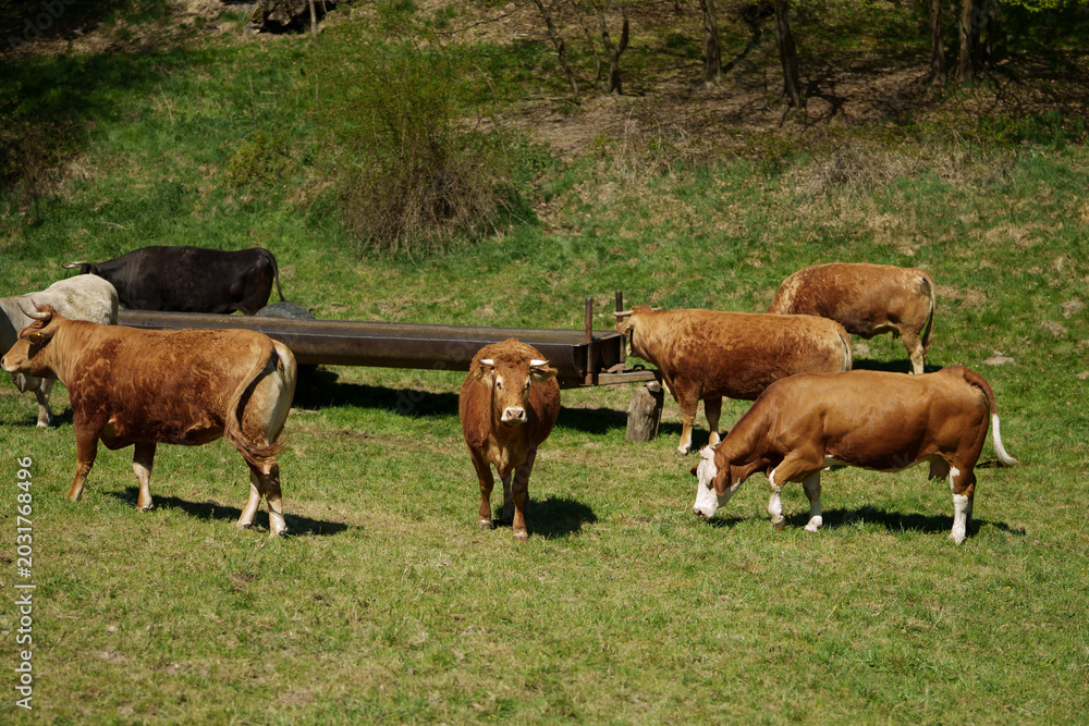 Fototapeta premium Cows grazing on green meadow in Czech countryside, rural landscape in Czech Republic, Europe farming and nature concept
