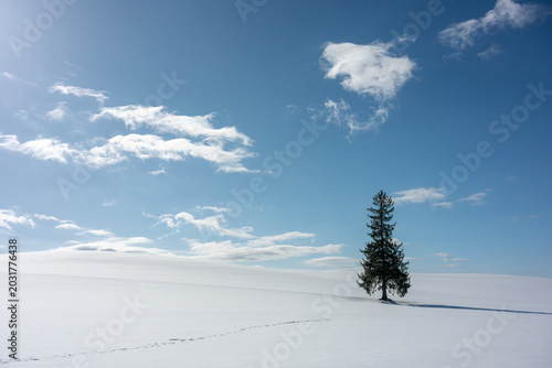 A minimalist nature portrait of trees around Biei, Hokkaido, in winter, covered in snow.
