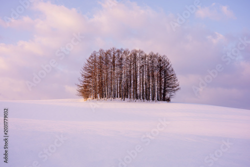 A minimalist nature portrait of trees around Biei, Hokkaido, in winter, covered in snow.