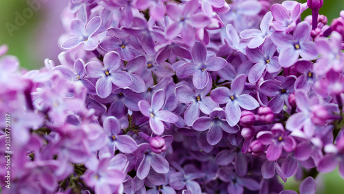 Purple background, close-up of lilac flowers in the photo