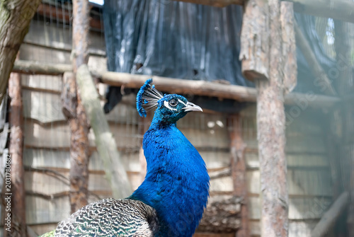 Bild auf Leinwand A close-up of an exotic bird standing in an aviary against a natural wooden fence