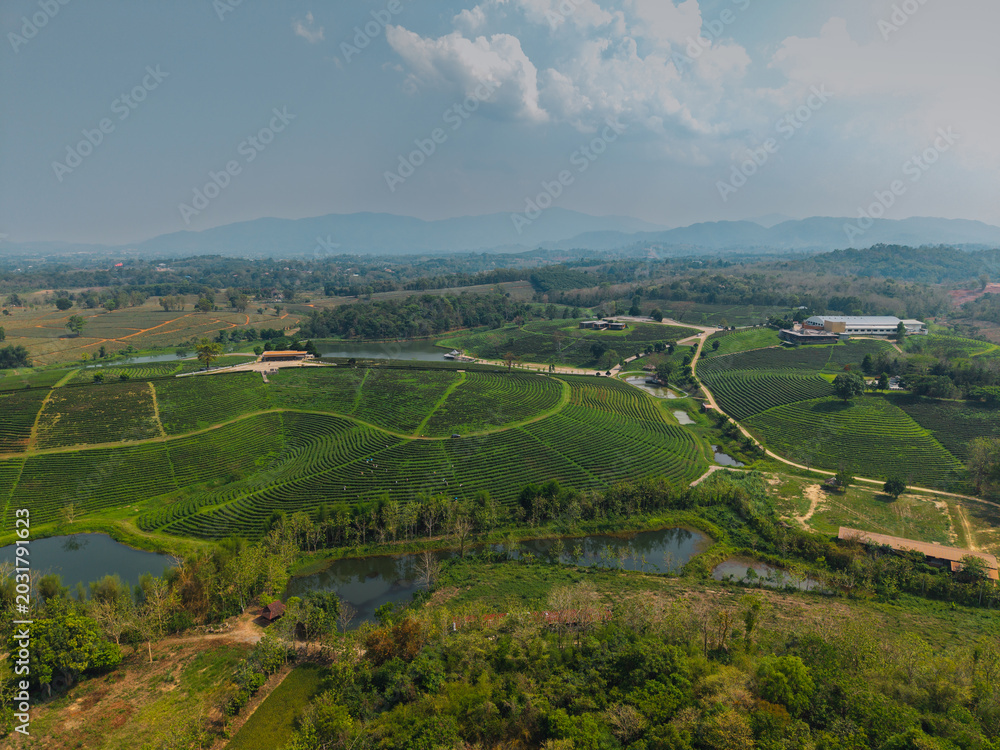 Fototapeta premium Expansive tea fields with ponds and winding access roads