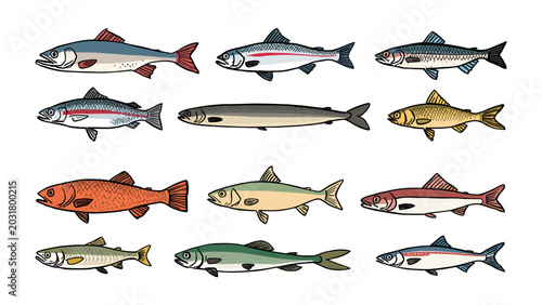 Billede på lærred Collection of Fish Illustrations: A colorful and diverse collection of illustrated fish species, each depicted with unique colors and body shapes, presented as a visual reference for aquatic life