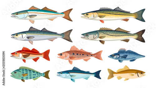 Photos Collection of Aquatic Life: A diverse collection of fish species, showcasing vibrant colors and detailed scales, arranged in a grid formation