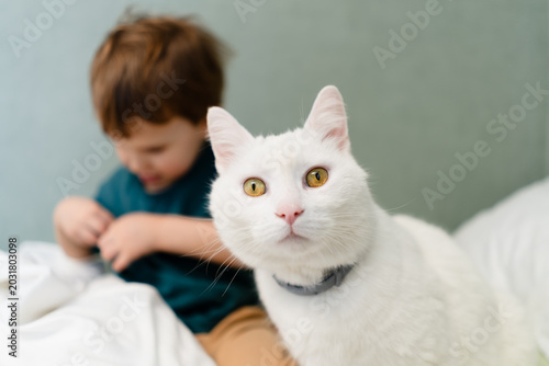 Bild auf Leinwand Boy sitting with surprised cat on bed showing patient companionship between kid and startled feline