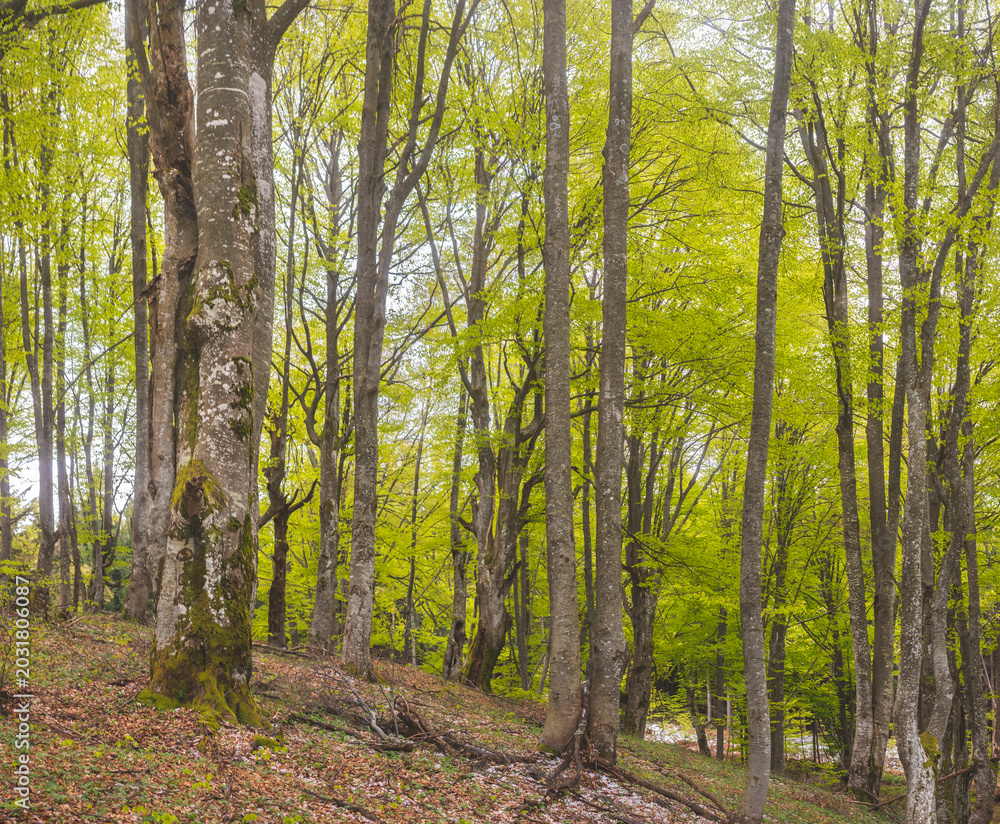 Fototapeta premium Birch forest with new green leafs on the beginning of spring
