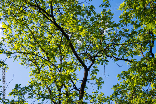 Bild auf Leinwand Bright green leaves on branches under clear blue sky in a garden during sunny we