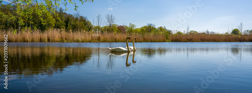 Slika na platnu eine Schwanen Paar auf einem kleinen See