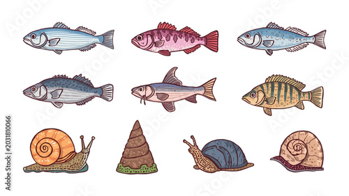 Bild auf Leinwand Aquatic Life and Gastropod Collection: A vibrant collection featuring various species of fish and terrestrial snails, showcasing diverse aquatic and terrestrial life forms