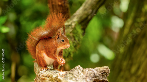 Bild auf Leinwand ein Eichhörnchen in der Natur