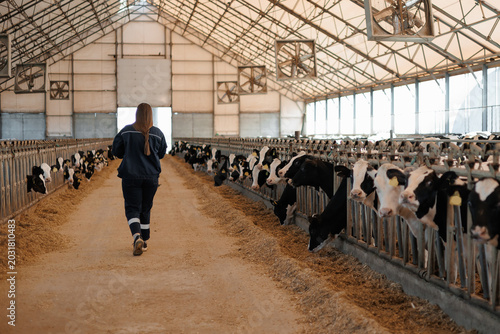 Fotografie Female farmer walking in dairy barn with holstein cows in modern farm setting