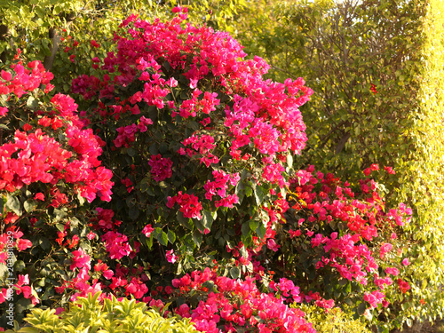 Blooming Bougainvillea Garden Scenery Under Golden Sunlight