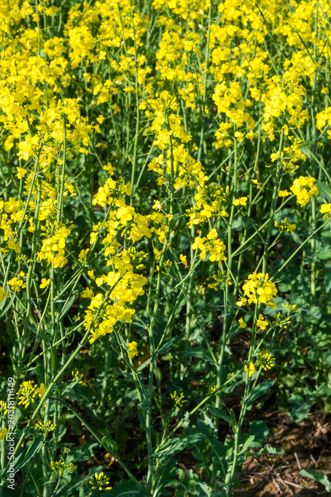 Obraz premium Bright yellow canola plants grow in a field under warm sunlight during the afternoon hours of early autumn near a farming area