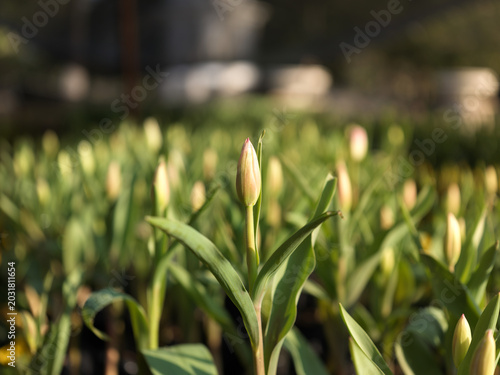 Tulip field with fresh blooming buds