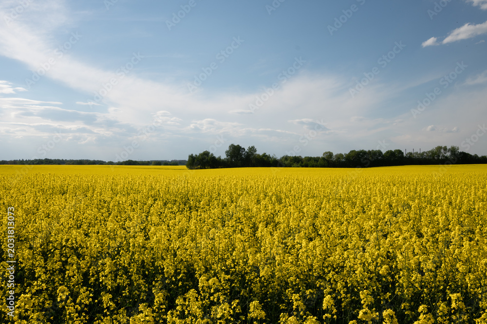 Fototapeta premium Bright field of blooming rapeseed plants under a clear blue sky during a sunny day in early spring, showcasing vibrant yellow flowers and green edges