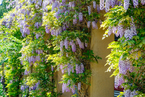 Obraz na plátně Wisteria flowers hang from a trellis in a garden in spring sunlight near a build