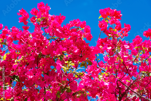 Foto Flowering nature closeup