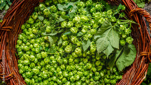 Obraz na plátně Hops and leaves collected in a basket during harvest in a garden in autumn