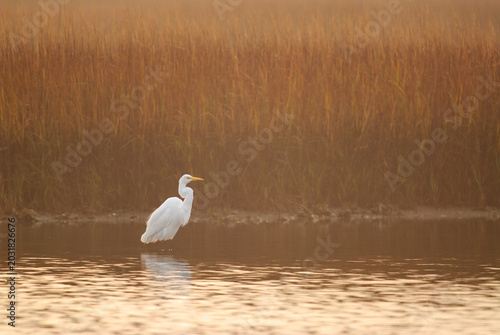 Obraz na plátně Great Egret wading through water in a marsh surrounded by golden grasses in afte