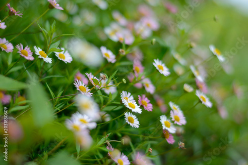 Himalayan flower