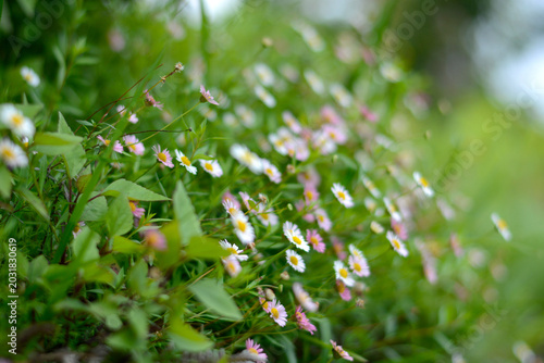 Himalayan flower