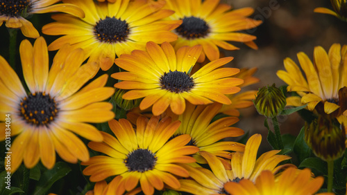 Schilderij op canvas Beautiful yellow osteospermum flowers with water drops, cinematic 16:9 banner