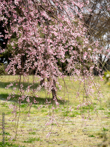 しだれる桜