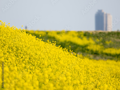 マンションと菜の花