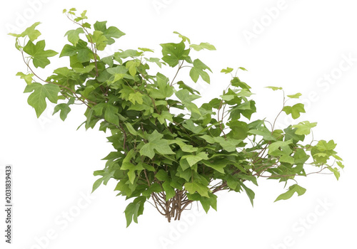 Green climbing ivy plant with lobed leaves and thin stems, isolated on a solid black background, for botanical