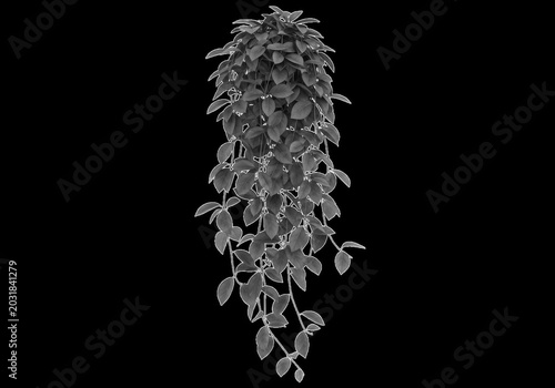 Hanging trailing plant with dense green foliage and small oval leaves isolated on a solid black background, for landscape