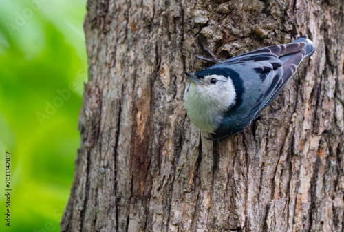 Quadro su tela White-breasted nuthatch on the side of a tree and curiously looking around